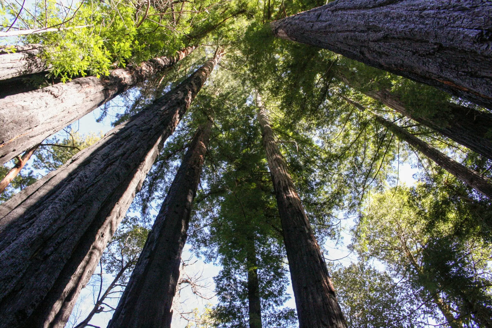 Secuoyas, los árboles más grandes del mundo: el secreto de la astilla 2 secuoyas de California