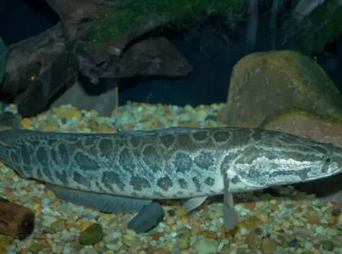 Camina fuera del agua y resiste 4 días en tierra: el pez invasor que ya alarma a 8 estados de EE. UU. Camina fuera del agua y resiste 4 días en tierra: el pez invasor que ya alarma a 8 estados de EE. UU.