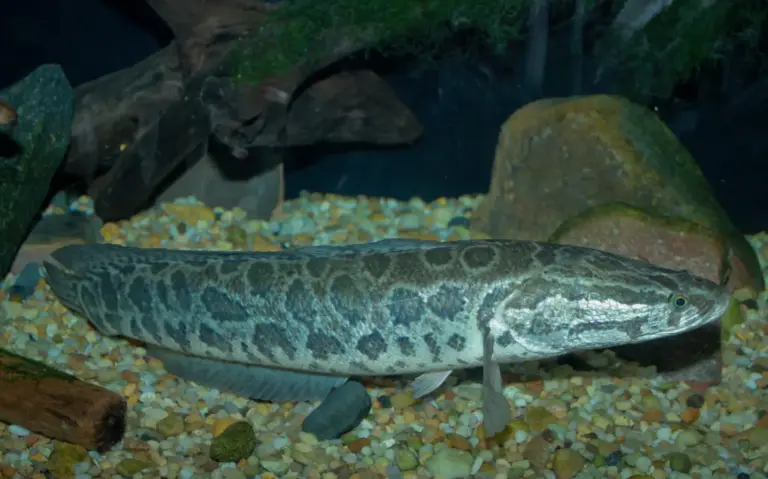 Camina fuera del agua y resiste 4 días en tierra: el pez invasor que ya alarma a 8 estados de EE. UU.