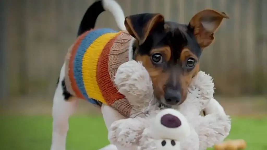 "No han hecho nada": Las impensables verdades que una protectora destapa sobre 'Dog House' de RTVE 3 La dura realidad que 'Dog House' omite mostrar a la audiencia