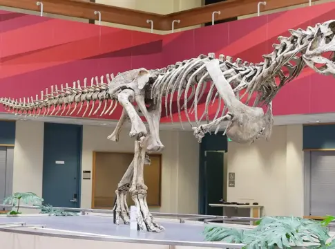 Descubren 40 dientes del dinosaurio Majungasaurinae en Guadalajara que reescriben su pasado en Europa Descubren 40 dientes del dinosaurio Majungasaurinae en Guadalajara que reescriben su pasado en Europa