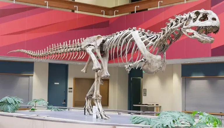 Descubren 40 dientes del dinosaurio Majungasaurinae en Guadalajara que reescriben su pasado en Europa