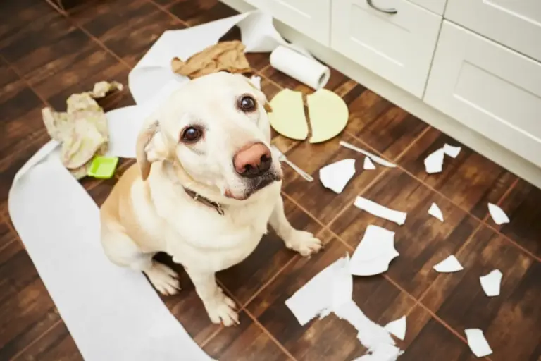 Identificación obligatoria de mascotas: los veterinarios piden vigilancia para frenar el abandono