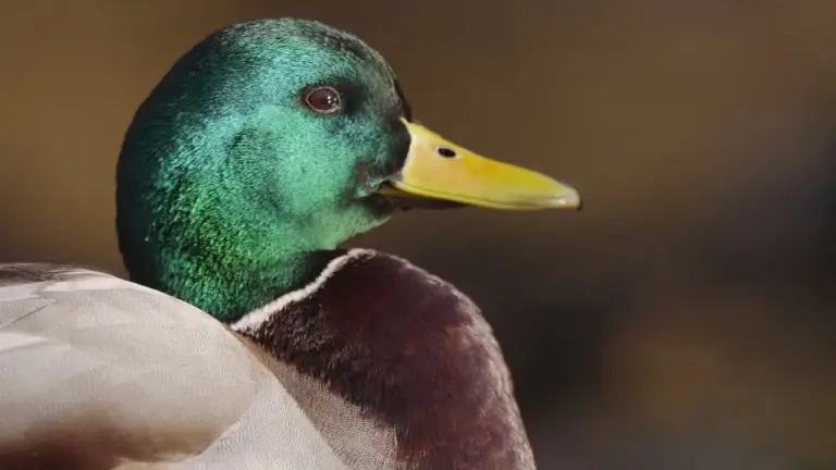 Polémica por el posible sacrificio de los patos de la Universidad de Alicante