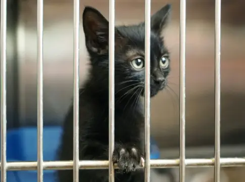 abandono-perros-gatos-espana-2-adopciones-perros-1 adopciones perros