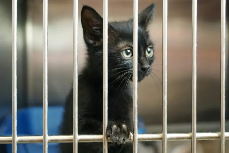 PACMA alerta de la desaparición de entre 15 y 20 gatos comunitarios en Benitagla y denuncia falta de control municipal