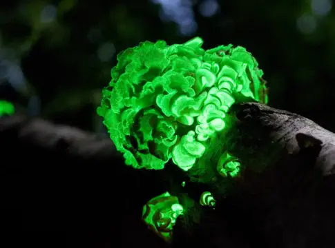 Científicos españoles investigan cómo la bioluminiscencia podría iluminar nuestras ciudades sin gastar electricidad Científicos españoles investigan cómo la bioluminiscencia podría iluminar nuestras ciudades sin gastar electricidad