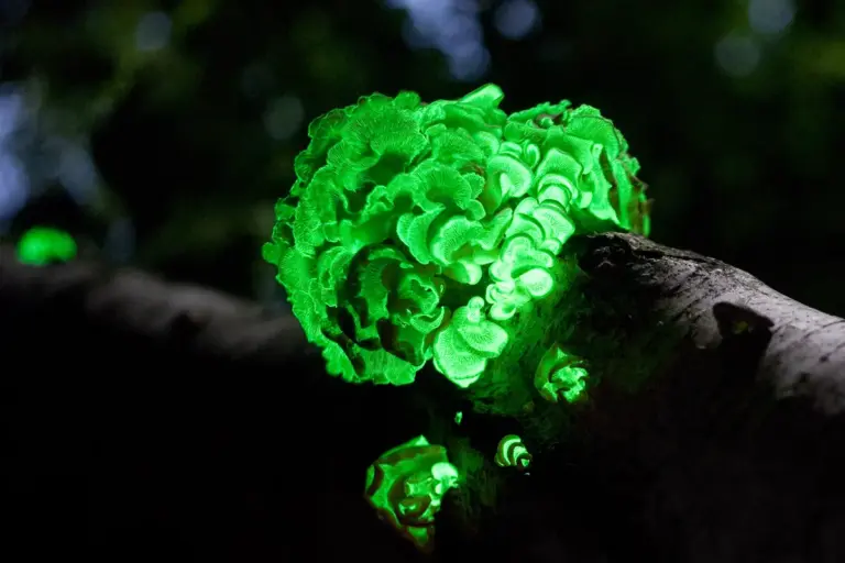 Científicos españoles investigan cómo la bioluminiscencia podría iluminar nuestras ciudades sin gastar electricidad