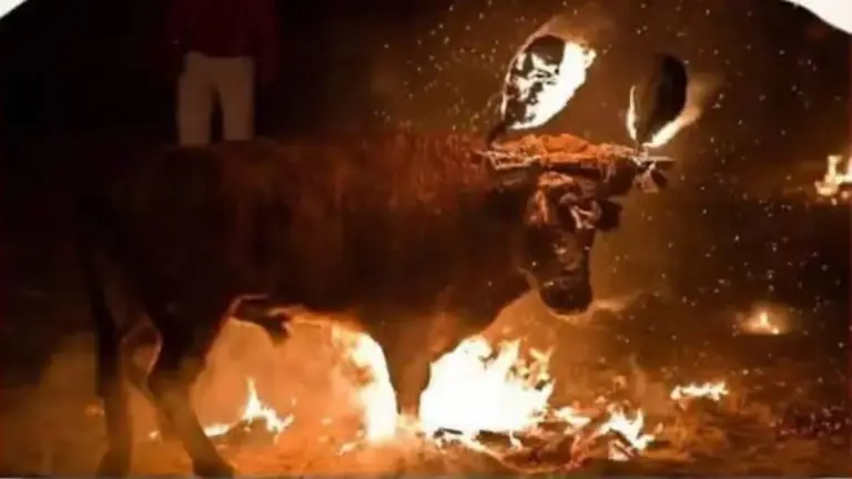 Fuego en los cuernos y millones en ayudas: la rebelión antitaurina en Alfafar enciende el debate sobre los 'bous al carrer'
