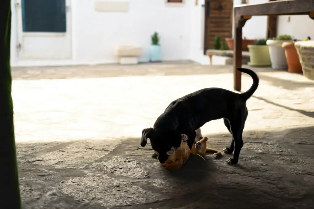 Alimentación para perros y gatos con cáncer: claves para adaptar su dieta
