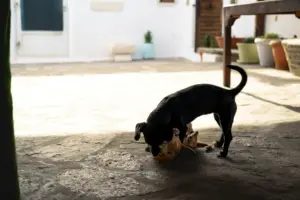 alimentación para perros