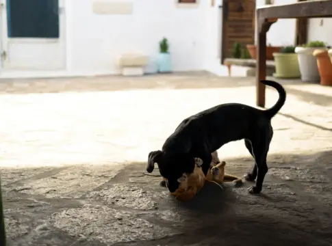 dia-mundial-del-perro-2026-ali-alimentacion-para-pe-1 alimentación para perros