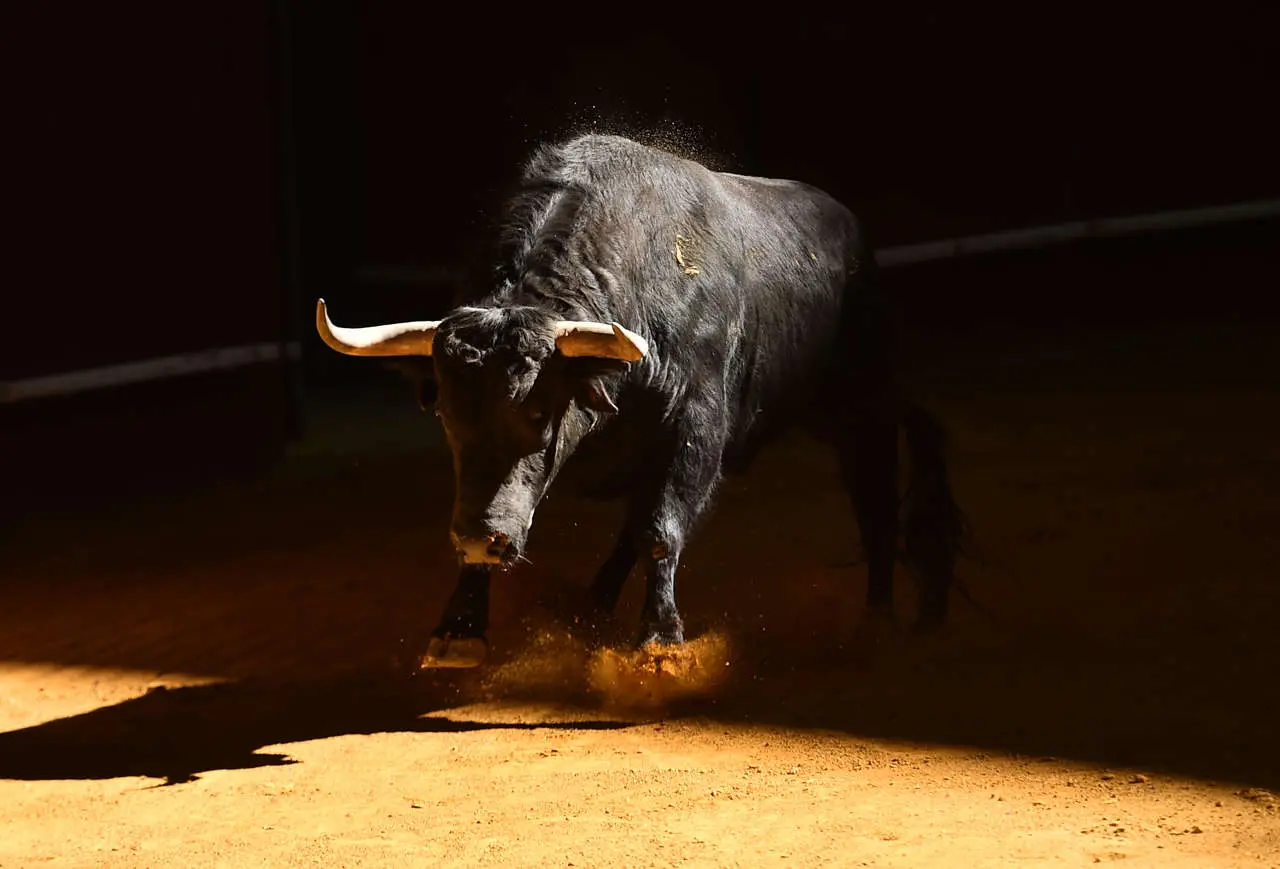 festejos taurinos