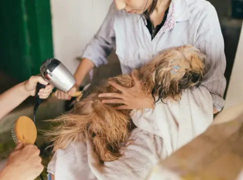 fiebre-crimea-congo-garrapatas-zoonosis-perros-1 zoonosis perros