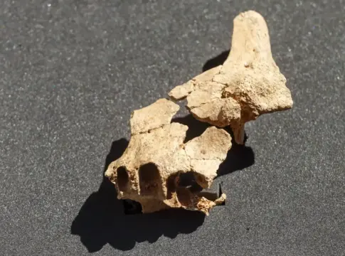 El hallazgo que cambia la historia del fuego: no fue en Atapuerca, sino a solo un salto de nuestros primos españoles El hallazgo que cambia la historia del fuego: no fue en Atapuerca, sino a solo un salto de nuestros primos españoles