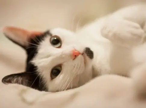 gato