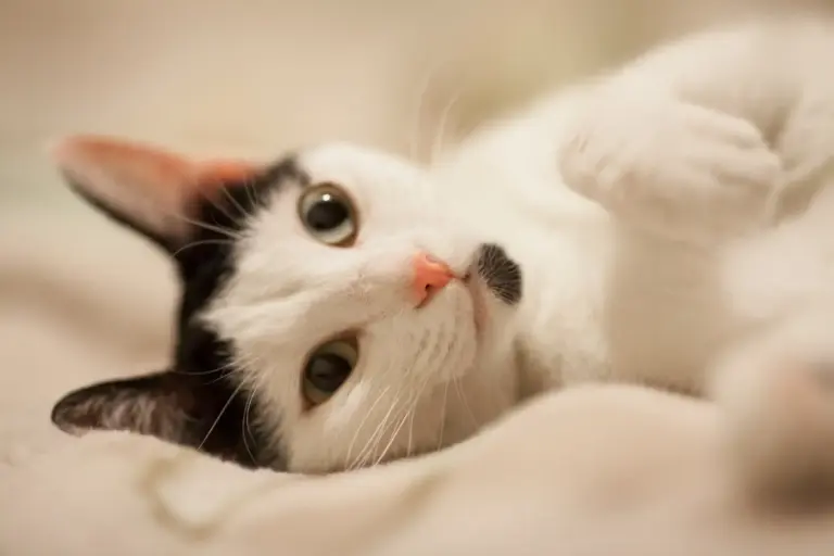 Microchip obligatorio para gatos: estas comunidades lo exigirán desde 2026