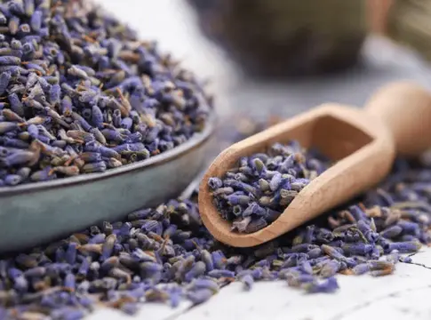 lavanda