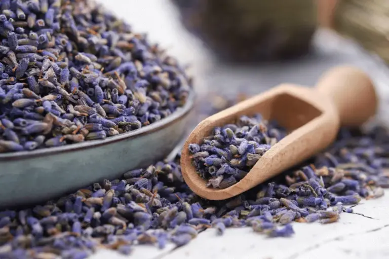 Lavanda, menta y ruda: las plantas que ahuyentan alacranes de tu casa