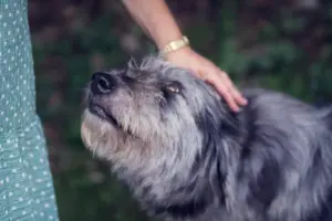 Lenivia artrosis perros