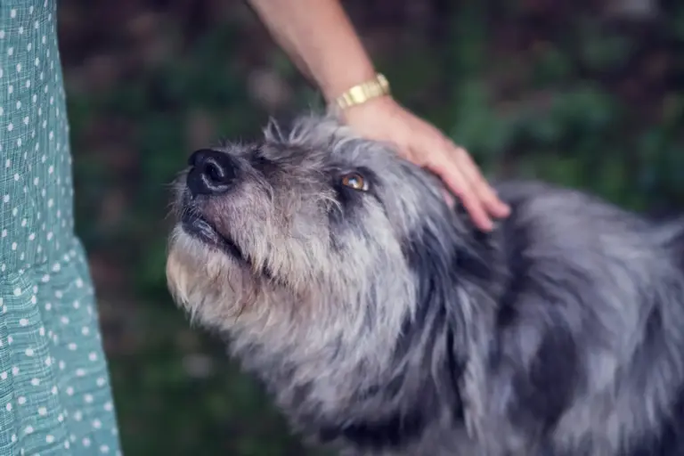 Lenivia artrosis para perros: todo sobre el nuevo anticuerpo monoclonal que dura tres meses