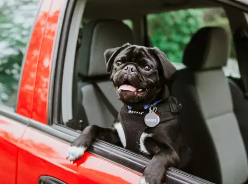 mascotas-en-el-coche-operacion-salida-portada mascotas en el coche