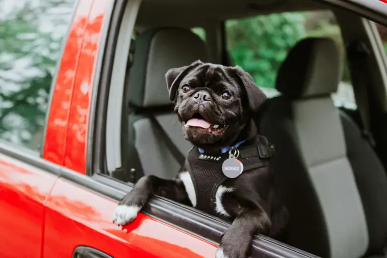 Operación Salida: la DGT alerta de que más del 50% viaja con mascotas en el coche sin sujeción
