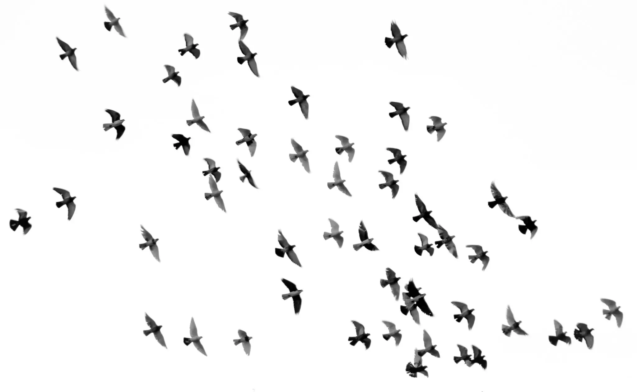 La migración animal a todo detalle: cinco claves del biólogo Hugh Dingle 2 características de la migración animal