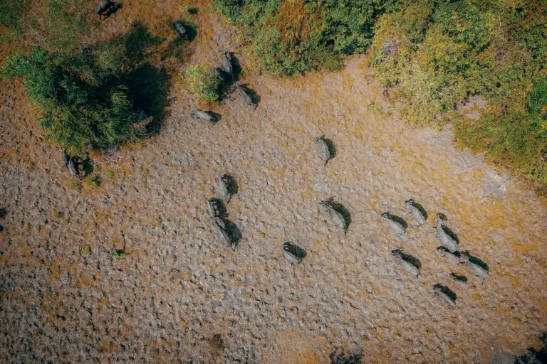 La migración animal a todo detalle: cinco claves del biólogo Hugh Dingle