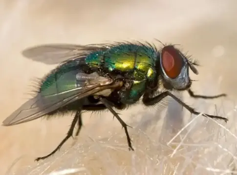 El ojo de una mosca esconde una ingeniería que podría cambiar cómo fabricamos tejidos artificiales El ojo de una mosca esconde una ingeniería que podría cambiar cómo fabricamos tejidos artificiales