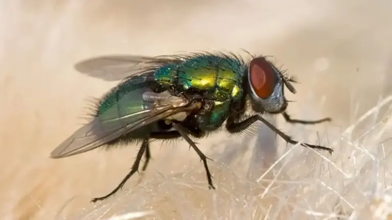 El ojo de una mosca esconde una ingeniería que podría cambiar cómo fabricamos tejidos artificiales