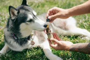otitis perros probióticos