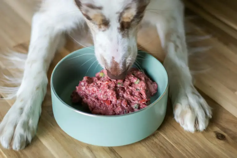 La justicia reconoce a un perro el derecho a una pensión alimenticia tras el divorcio