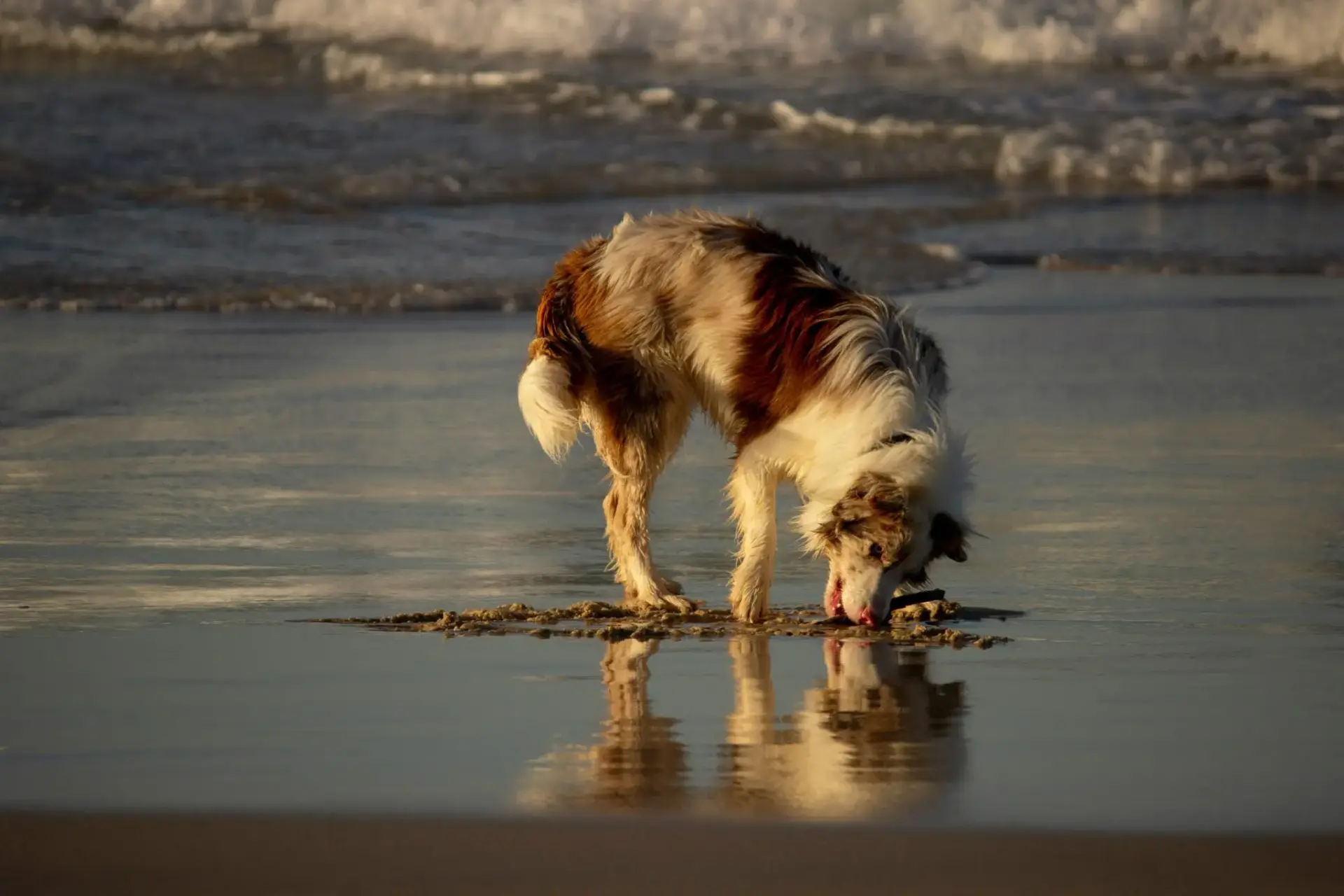 perros-playa-verano-cuidados-portada perros playa verano