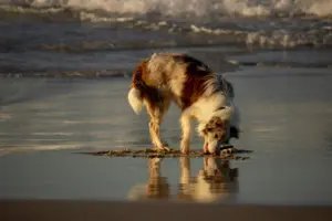 perros playa verano