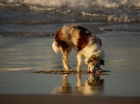 perros-playa-verano-cuidados-portada perros playa verano
