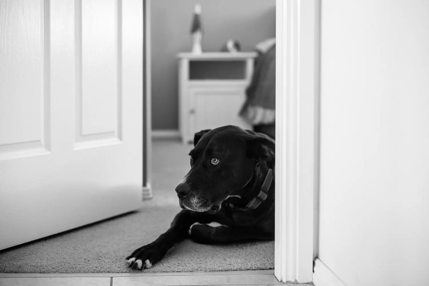 perros tristes madrid espana