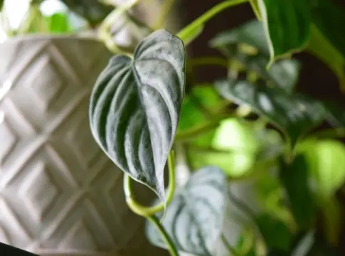 planta-alternativa-lengua-suegra-portada planta alternativa lengua suegra