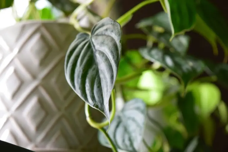 Cómo salvar una planta con raíces podridas: el error de riego más común tiene solución