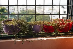 planta barata Lidl