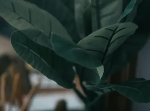 planttok-tendencia-tiktok-plantas-virale-portada PlantTok tendencia TikTok