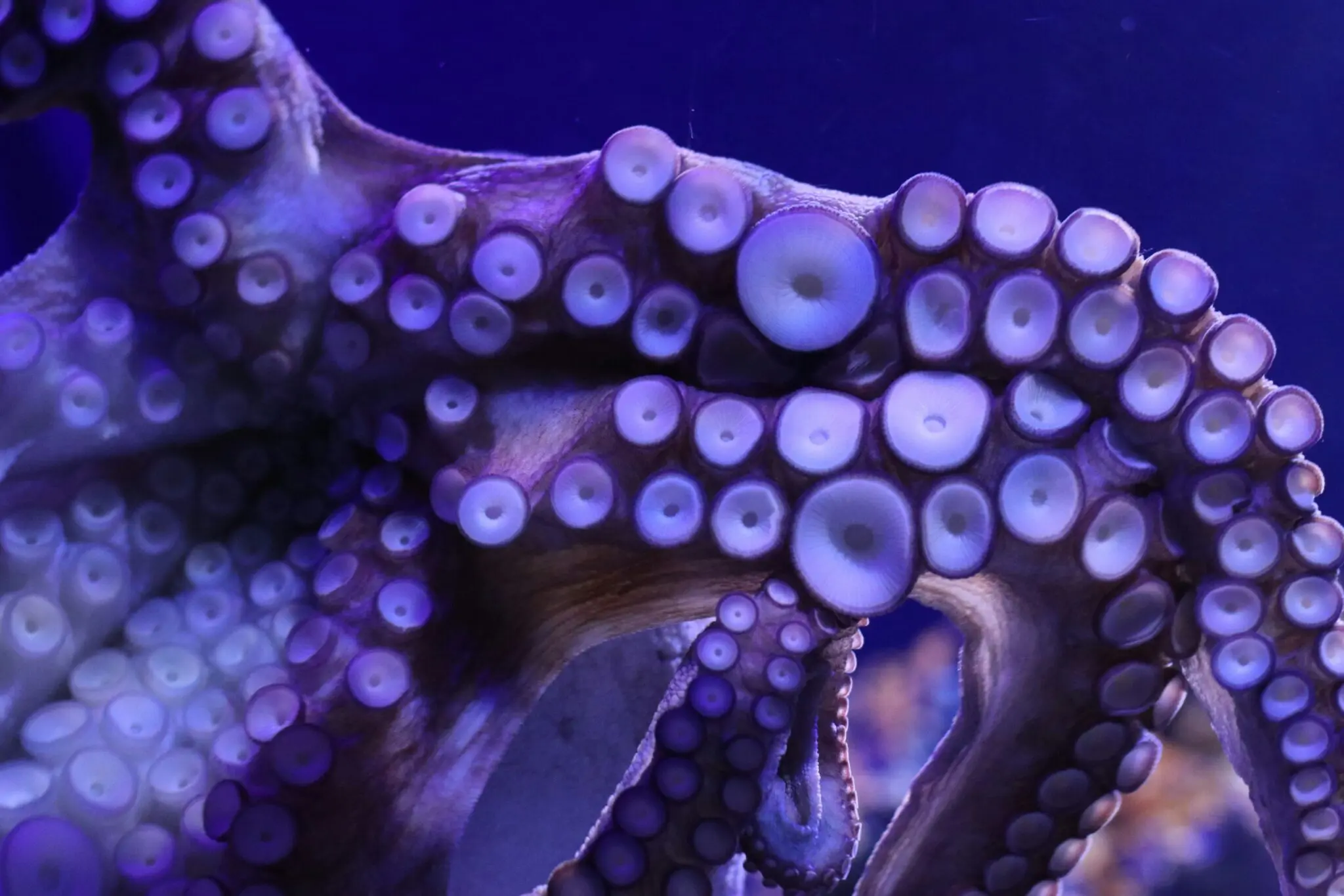Los pulpos, maestros del camuflaje con piel inteligente 2 camuflaje pulpo
