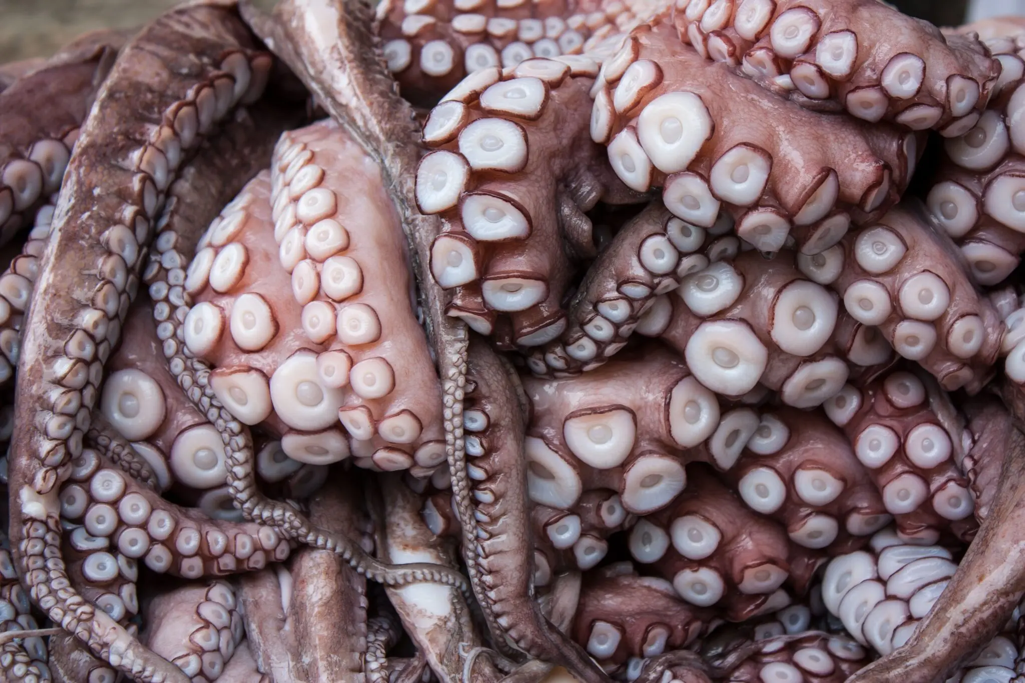 Los pulpos, maestros del camuflaje con piel inteligente 3 camuflaje pulpo
