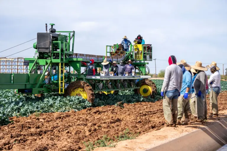Sentencia del Supremo: las ETT ya pueden intermediar en el campo y consolidan la precariedad laboral