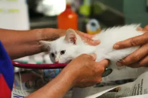 NOBIVAC NXT gatos