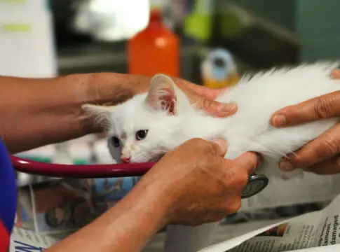 vacuna-felina-leucemia-tres-an-nobivac-nxt-gatos-1 NOBIVAC NXT gatos