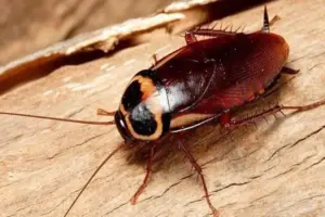 Cómo evitar las cucarachas en la casa en agosto: los remedios naturales y preventivos