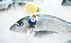 Dorada a la plancha