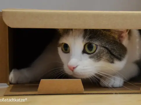 GATOS EN CAJAS 4