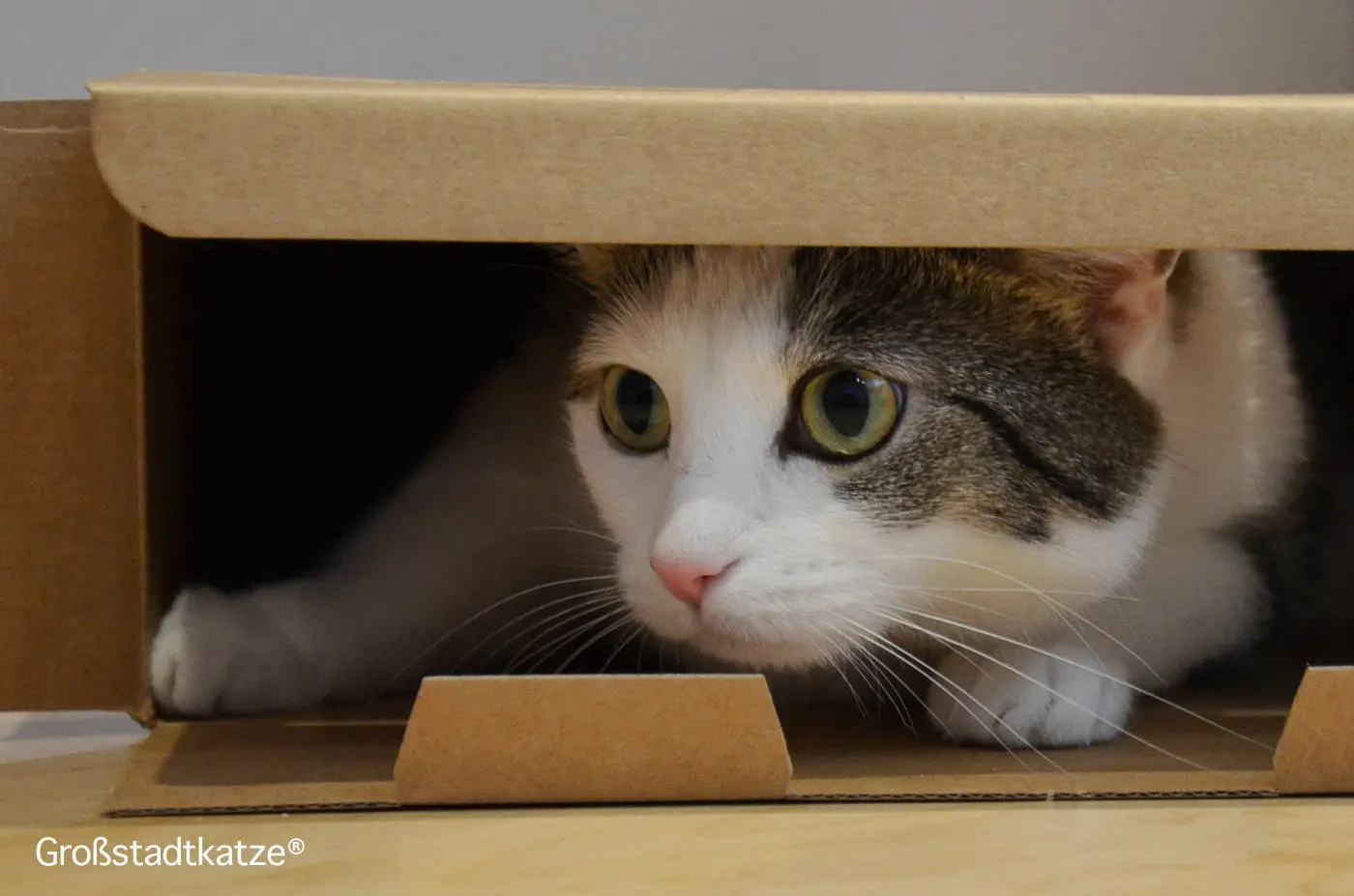 GATOS EN CAJAS 4